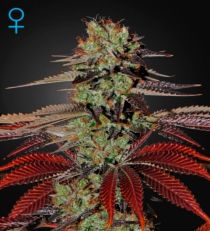 King's Kush Auto Feminized Marijuana Seeds