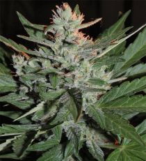 KO Crop Auto by Cream of the Crop Seeds