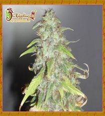 Kripple Shock by Dr Krippling Seeds