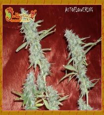 Krippleberry by Dr Krippling Seeds