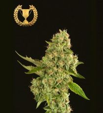 Kuchi by Devil's Harvest Seeds