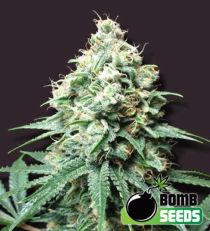 Kush Bomb Feminized Marijuana Seeds