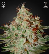 Lemon Skunk Feminized Marijuana Seeds