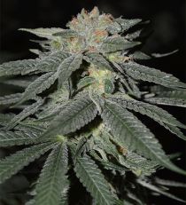 Lemon Venom by Cream of the Crop Seeds