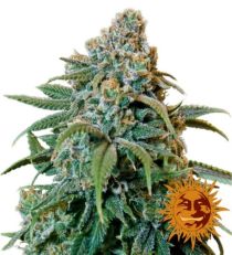 Liberty Haze Feminized – Barney's Farm