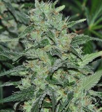 Malawi feminized by Ace Seeds