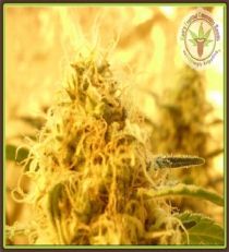 Mango Mist Shake by Dr Krippling Seeds