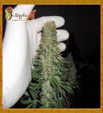 Mango Chutney by Dr Krippling Seeds