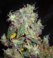 G13 Labs Midnight Kush