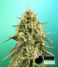 Monkey Bomb – Bomb Seeds