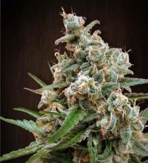 Nepal Jam Feminized by Ace Seeds