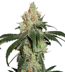 Nicole Cream by Seed Stockers