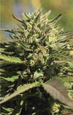 OG Kush Feminized - Humboldt Seed Company