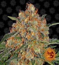 Orange Sherbert by Barney's Farm