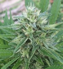 Panama x Bangi Haze Feminized by Ace Seeds