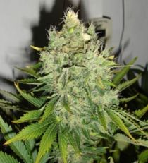 Pepperjack Haze by Black Skull Seeds