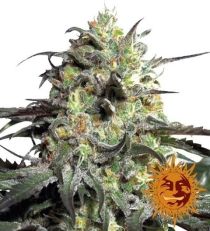 Peyote Cookies Feminized marijuana seeds