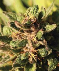 Pineapple Muffin Feminized - Humboldt Seed Company