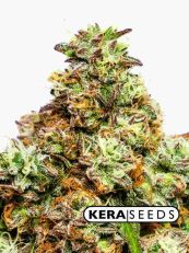 Pineapple Sativa Feminized - Kera Seeds