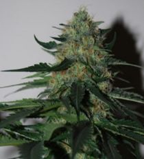 Pineapple Gum by Black Skull Seeds