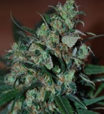 Power Bud by Black Skull Seeds