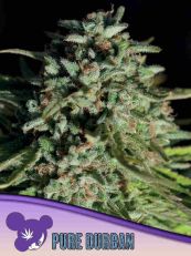 Pure Durban Feminized 3 Seeds - Anesia Seeds