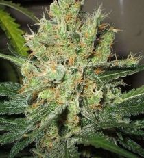 Pure Power Plant Regular – Nirvana Seeds