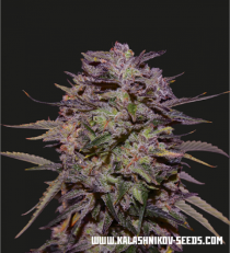 Purple Russian Express by Kalashnikov Seeds