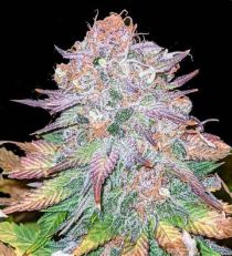 Purple Haze Feminized