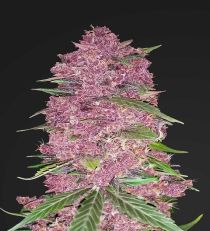 Purple Lemonade by Fast Buds Seeds