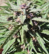 Purple Maroc by Female Seeds 