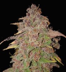 Purple Thai Feminized