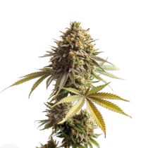 Rainbow Runtz Feminized 5 Seeds - Growers Choice