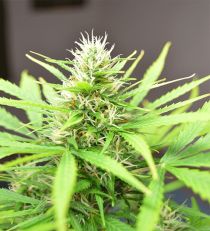 Robocrop by Cream of the Crop  Seeds