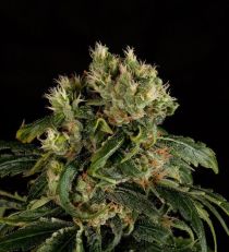 Santa Sativa by Dinafem Seeds