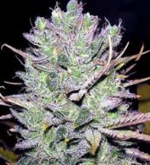 Blackjack Feminized by Nirvana Seeds