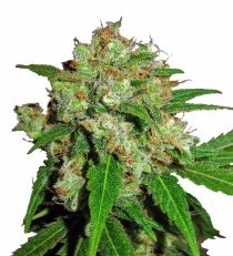 Skunk Feminized by Sensi Sensi Seeds