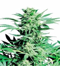 Shiva Skunk Feminized by Sensi Seeds