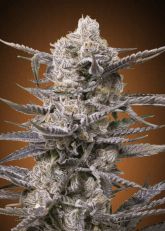 slurricane-feminized-advanced-seeds