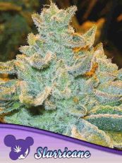 Slurricane Feminized- Anesia Seeds