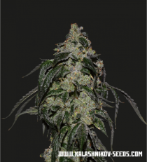 Soyuz OG Express by Kalashnikov Seeds