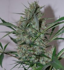 Speed Haze by Black Skull Seeds