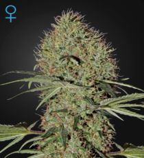 Super Bud Auto Feminized Marijuana Seeds