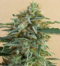 Tikal Feminized by Ace Seeds