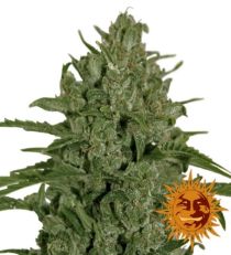 Triple Cheese Feminized Marijuana Seeds