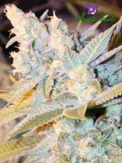 Triple Cheese Autoflower - Anesia Seeds