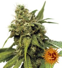 Utopia Haze Feminized Marijuana Seeds