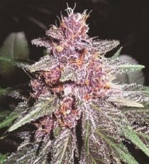 Violeta Feminized by Ace Seeds