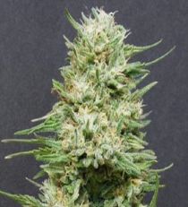 Wedding Cake by Bighead Seeds