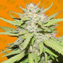 Wedding Cake Feminized - Original Sensible Seeds